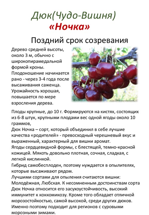 Дюк (вишня, вчг, черевишня) спартанка: фото и описание сорта, характеристики - растения и огород