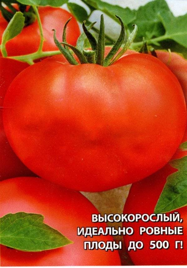 Краснобай: полное описание высокоурожайного томата