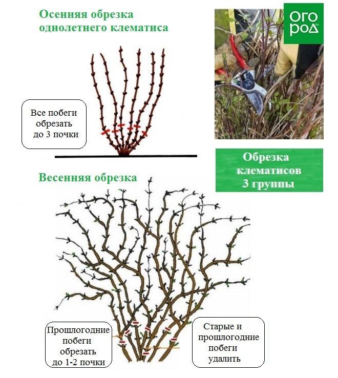 Схема обрезки клематиса