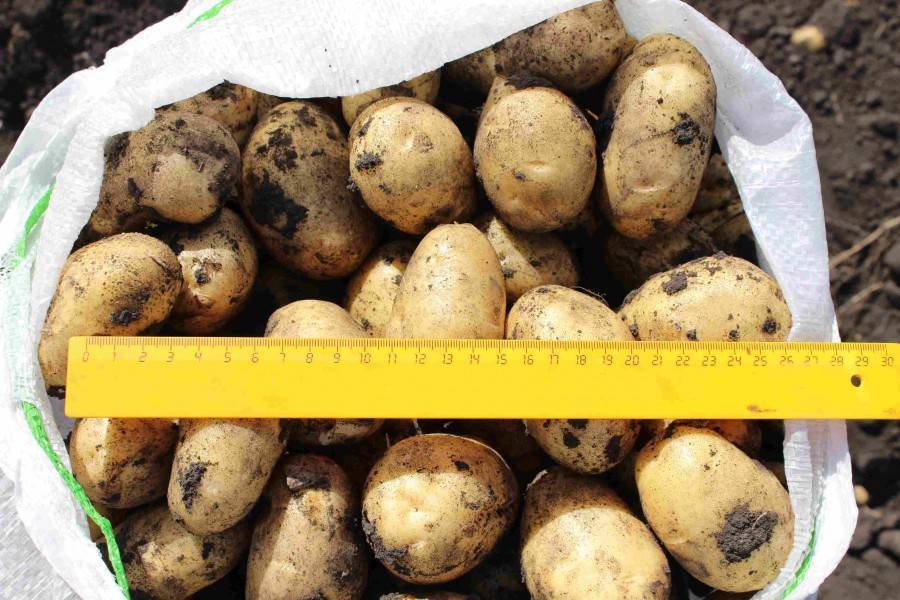 Сорт картофеля импала: описание и основные характеристики, особенности выращивания и ухода, урожайность, болезни и вредители, фото культуры.