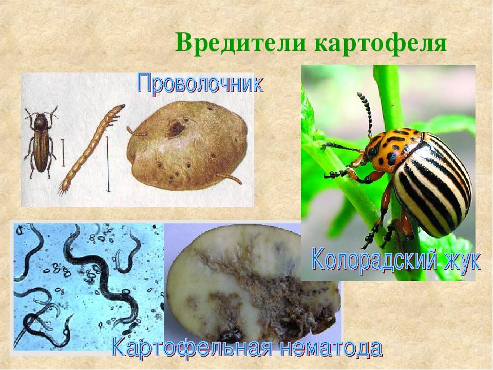 Опасные вредители картофеля: картофельная совка, персиковая тля, проволочники и другие опасные вредители