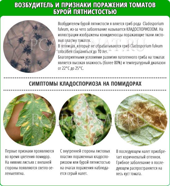 Фитофтороз томатов. профилактика и меры борьбы