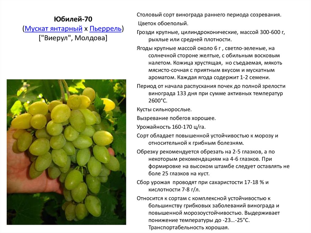 Виноград байконур описание и характеристики сорта с фото