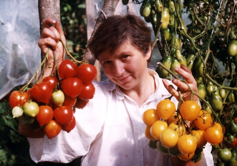 Семена:томат анна герман. томаты, семена овощей. , , . продажа и доставка по краснодару и россии.