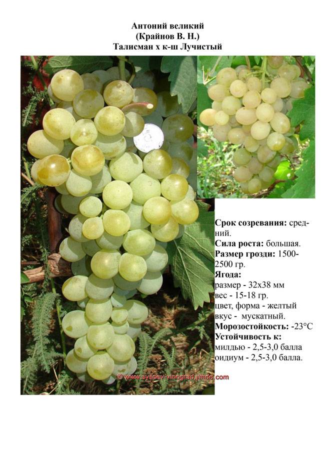 Самые устойчивые сорта винограда к болезням и вредителям и их описание