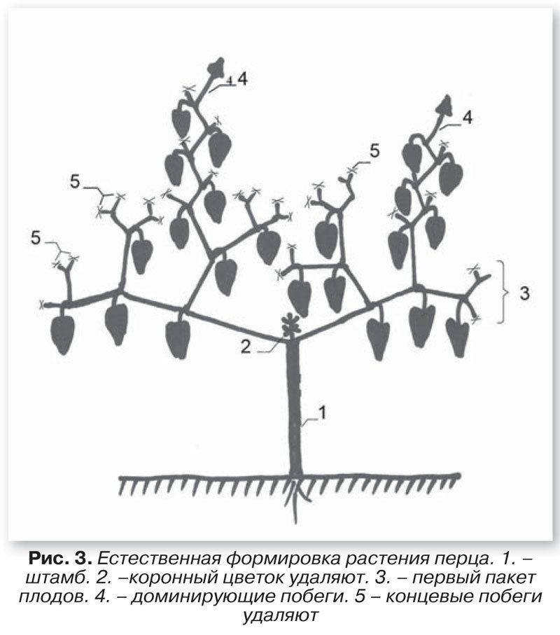 Физалис схема посадки