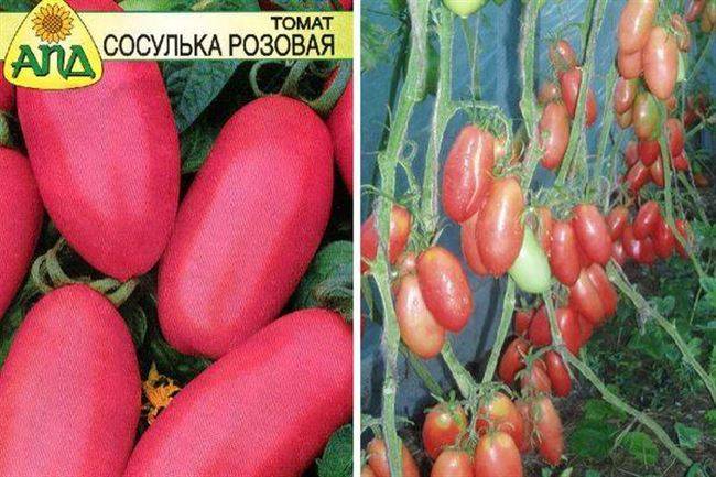 Фото, отзывы, описание, характеристика, урожайность сорта помидора «сосулька розовая».