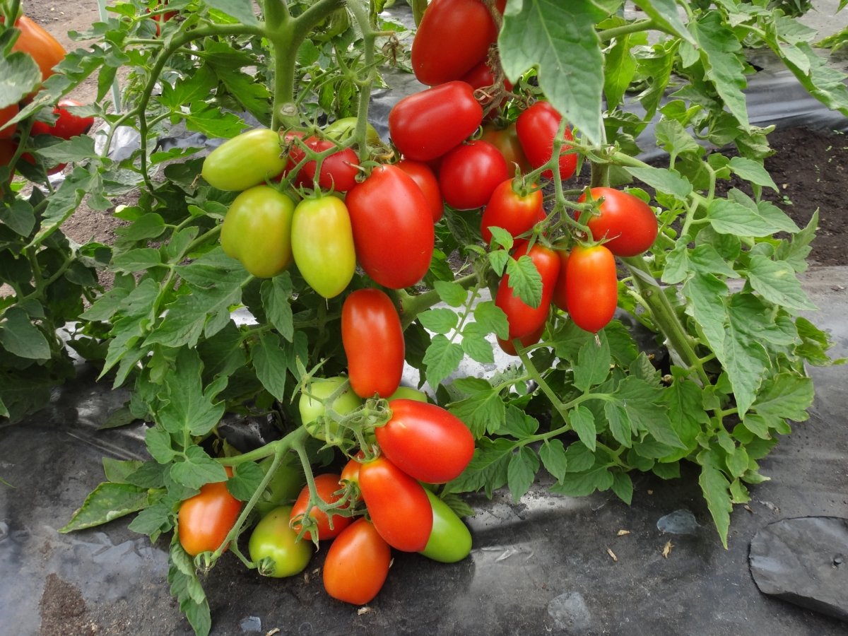 Томат джина и джина тст: характеристика сорта и рекомендации по выращиванию