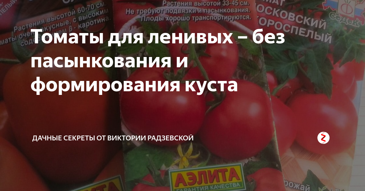 Лучшие низкорослые томаты для открытого грунта и теплицы без пасынкования - для средней полосы россии, сибири и урала