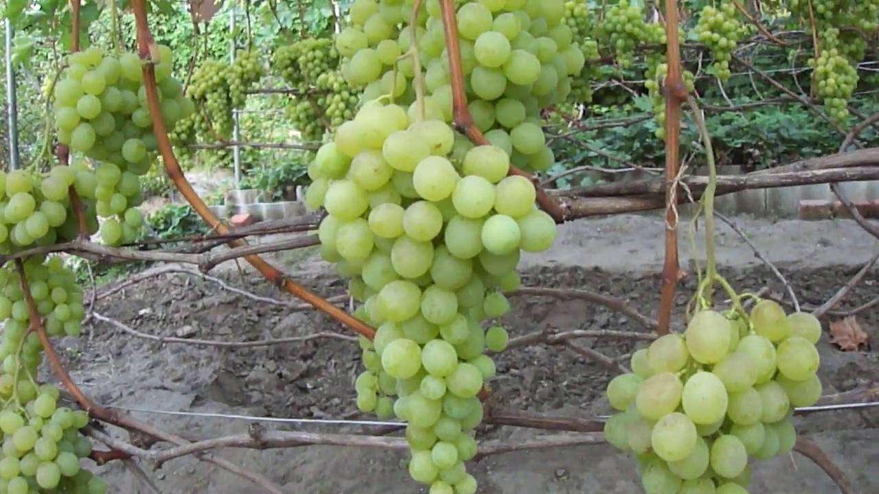 Виноград "антоний великий": описание сорта и фото, характеристики и тонкости выращивания, профилактика заболеваний