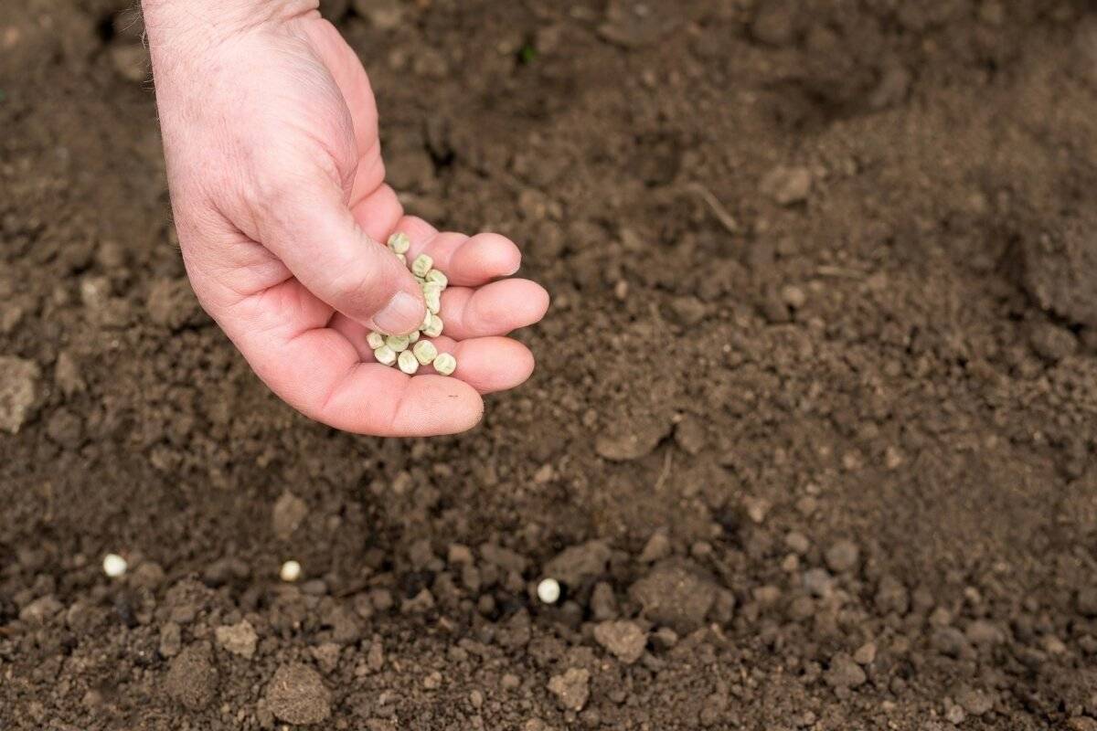 Как сажать горох: уход и посадка в открытый грунт семенами, выращивание