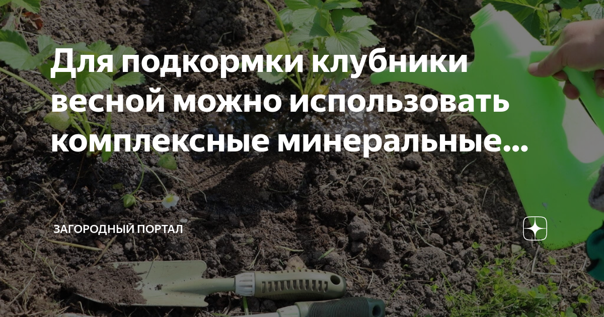 Чем подкормить рассаду земляники выращенную из семян