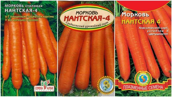 Морковь нантская 4: характеристика и описание сорта, отзывы, как выращивать