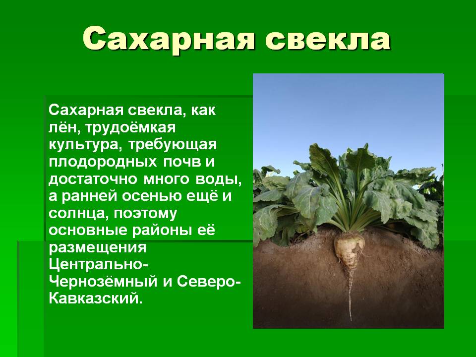 Карта россии сахарная свекла