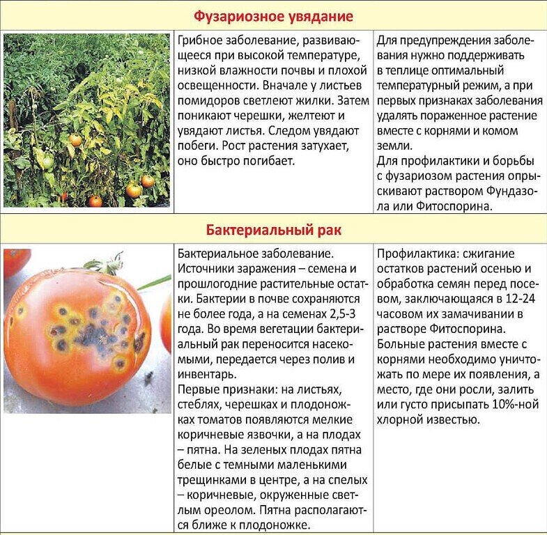 Распространенные заболевания томатов. определение болезни, защита, борьба и лечение. фото — ботаничка