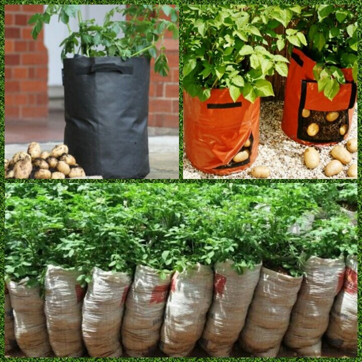 Выращиваем картофель в мешках: пошаговая инструкция
