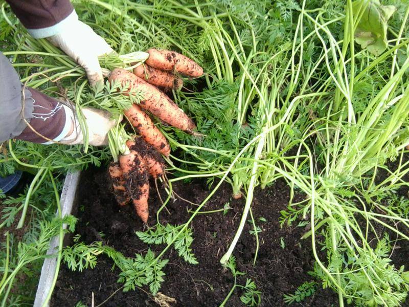 Выращивание семян моркови