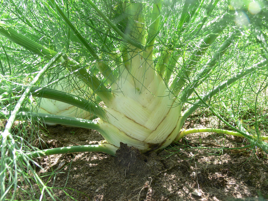Фенхель: выращивание из семян – посадка и уход в открытом грунте (фото)