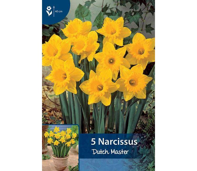 Растение нарцисс: фото, сорта, выращивание, посадка и уход в открытом грунте