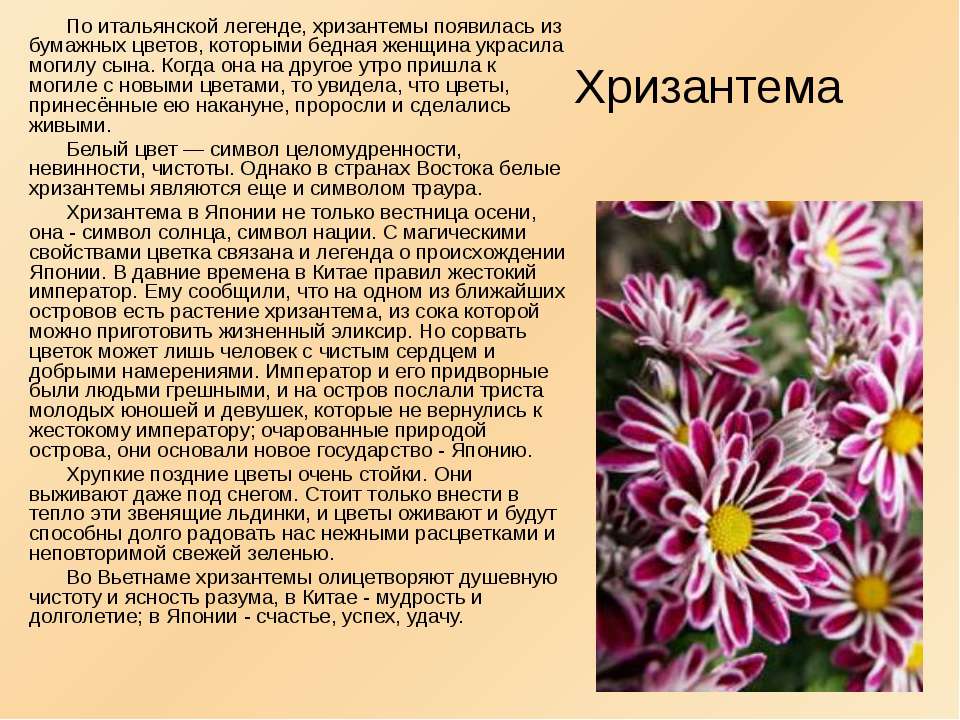 Хризантемы – посадка и уход