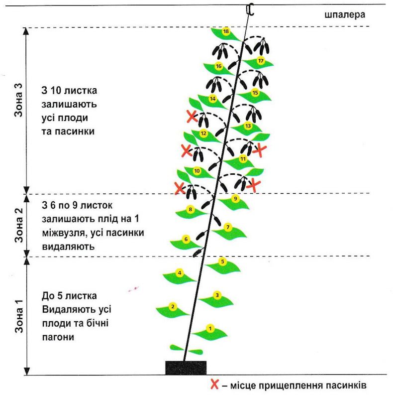 Схема посадки огурцов на шпалерах