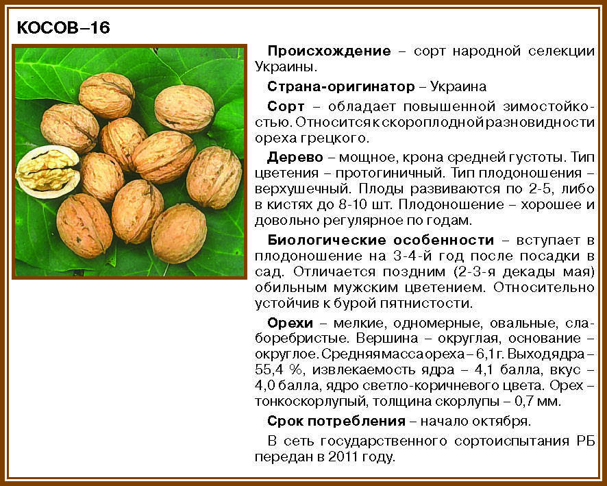 Грецкий орех идеал: описание сорта и характеристики, выращивание и уход с фото