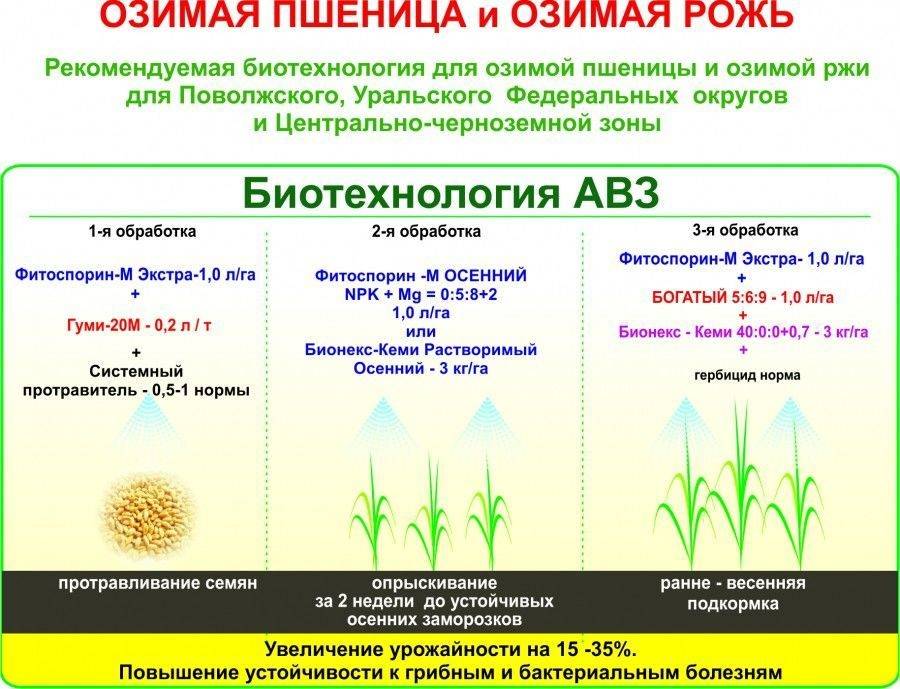Гербициды по пшенице: описания топ-7 средств и правила обработки