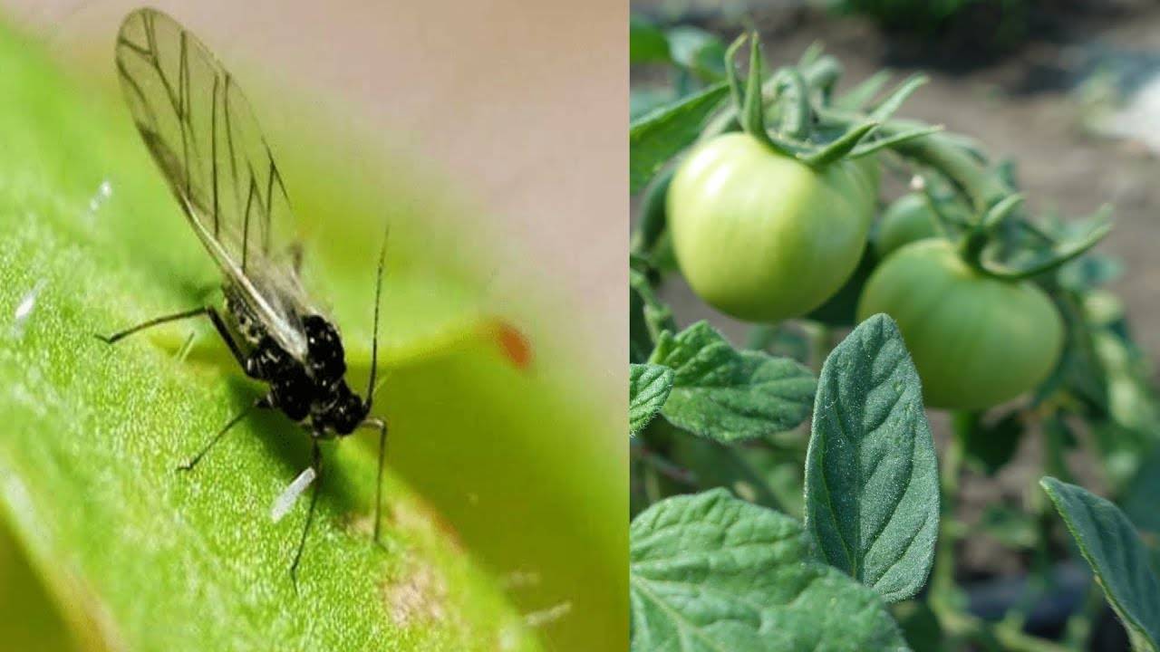 Чем обработать помидоры, на которых появились мошки? черные мошки на помидорах: лучшие народные средства для борьбы с насекомым