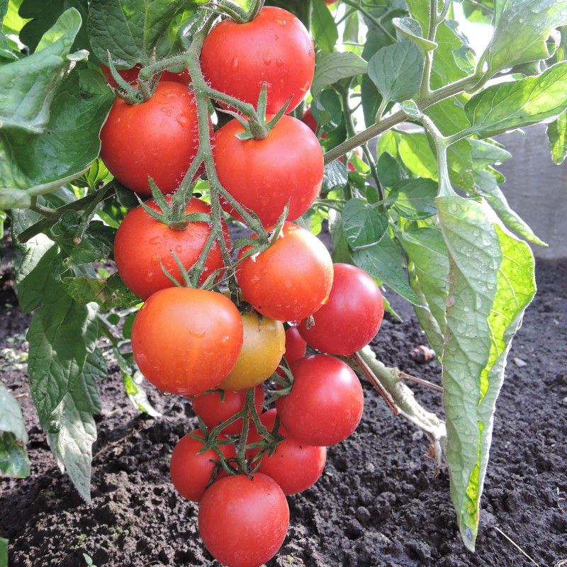 Описание, характеристика, посев на рассаду, подкормка, урожайность, фото, видео и самые распространенные болезни томатов сорта «торнадо f1».