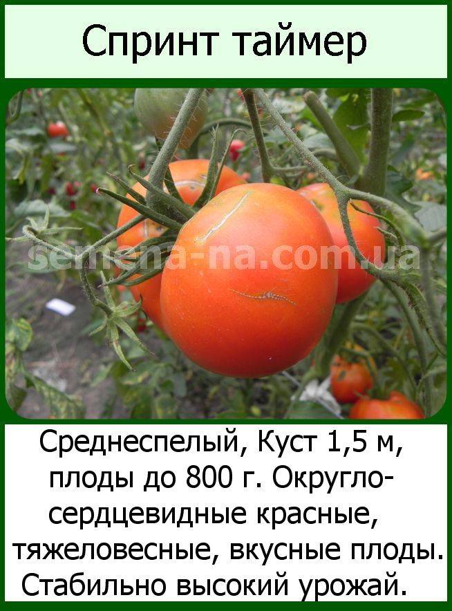Характеристика томата Спринт таймер и правила выращивания сорта рассадным способом