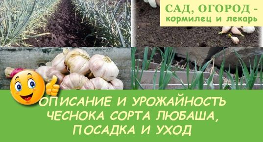 Чеснок любаша: описание сорта, отзывы, урожайность