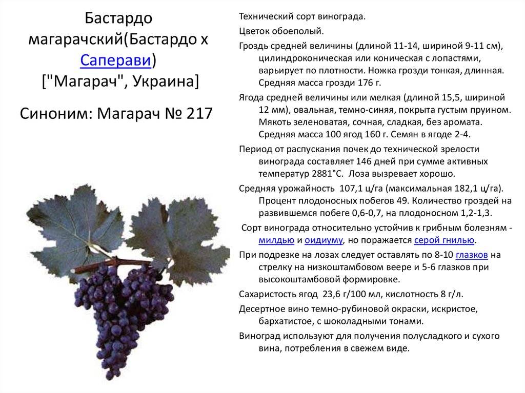Виноград - описание 27 сортов с фото и характеристиками