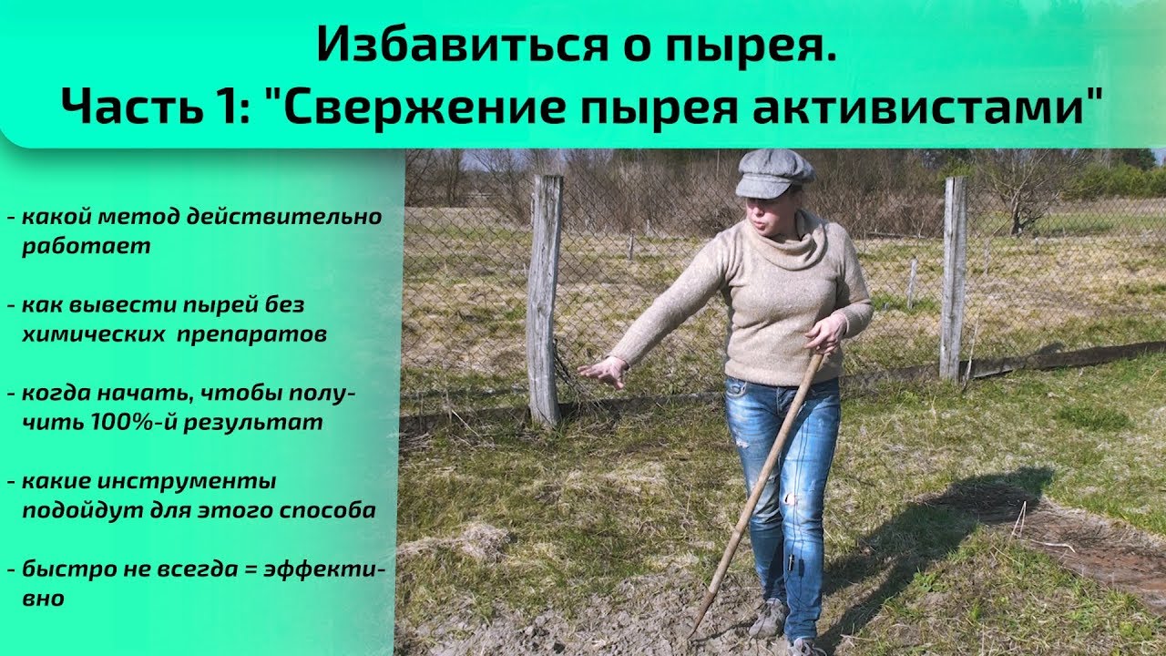Как навсегда избавиться от пырея на участке, в огороде