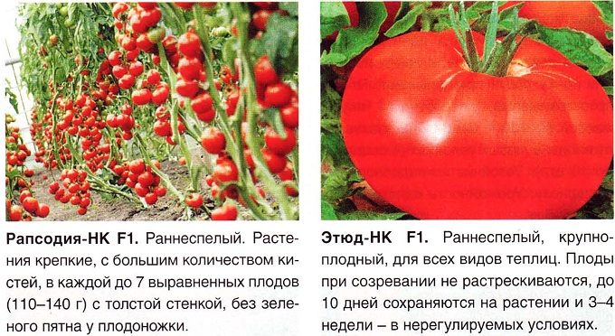 Простой в уходе и красивый томат — крымская роза: описание сорта и особенности выращивания