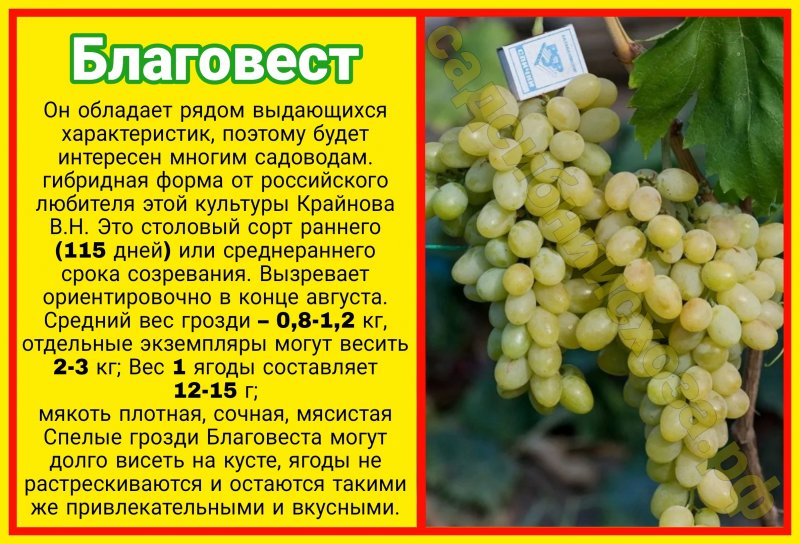 Виноград тасон: описание сорта, фото, отзывы