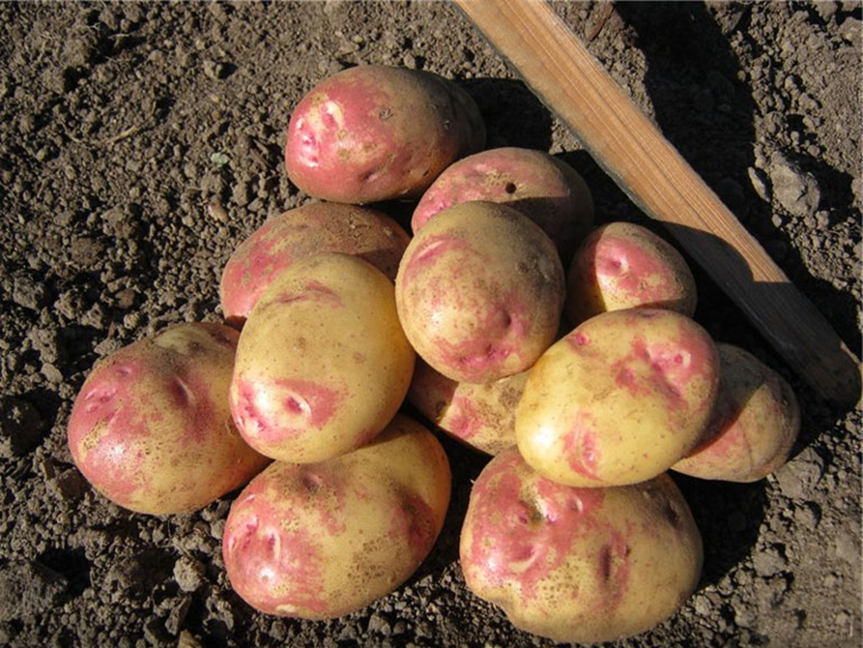Сорт картофеля «иван да марья» – описание и фото