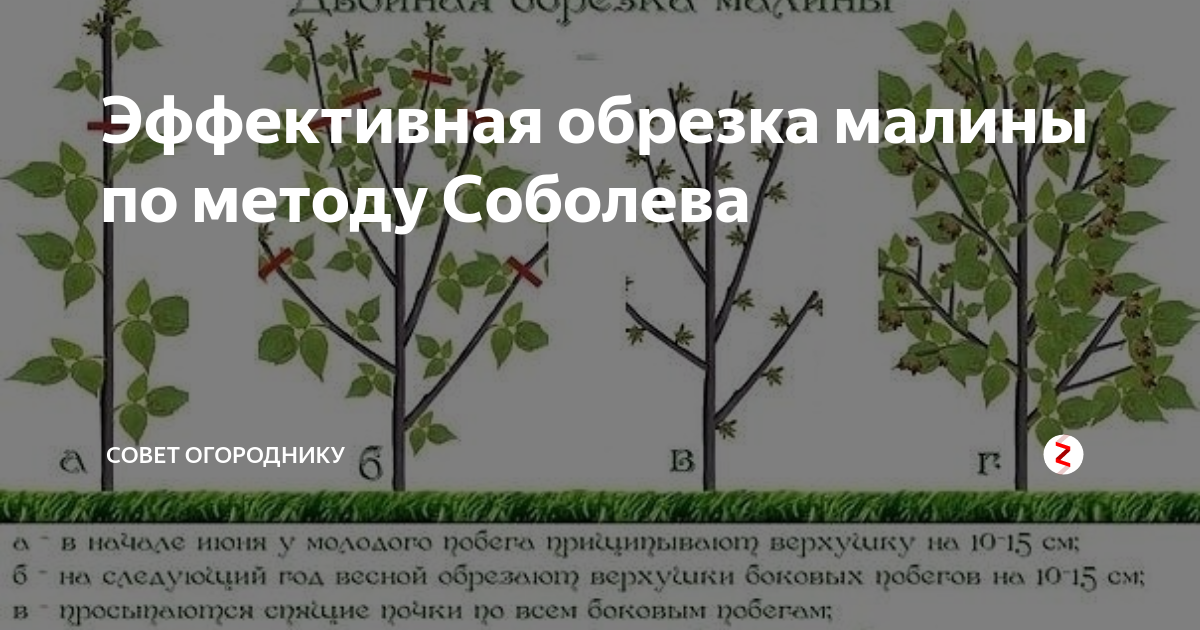 Время для посадки малины