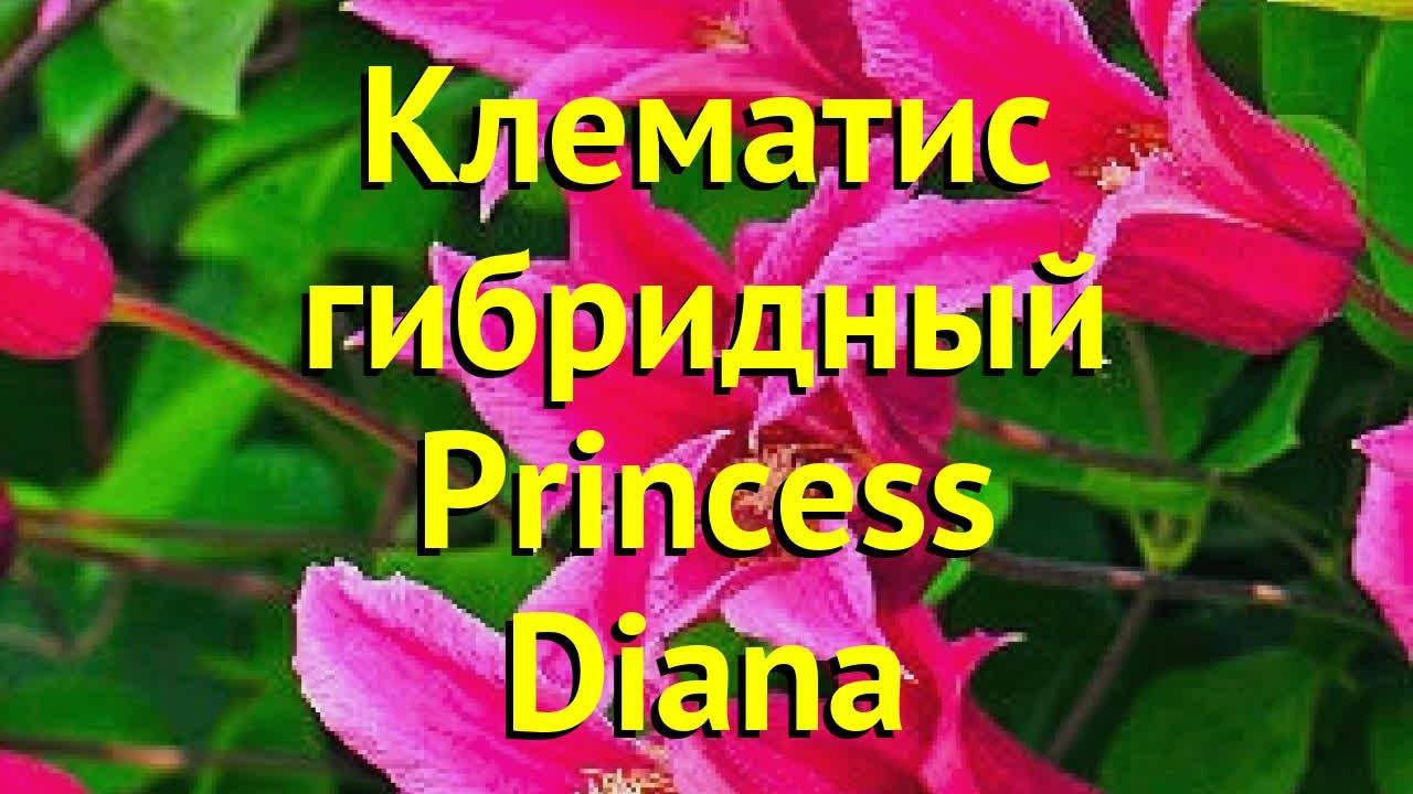 Клематис принцесса диана фото описание сорта отзывы