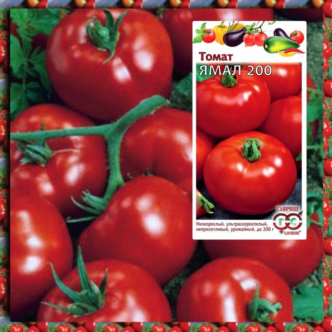 Лучшие сорта томатов на 2023 год: самые урожайные сорта, характеристики, описание, фото