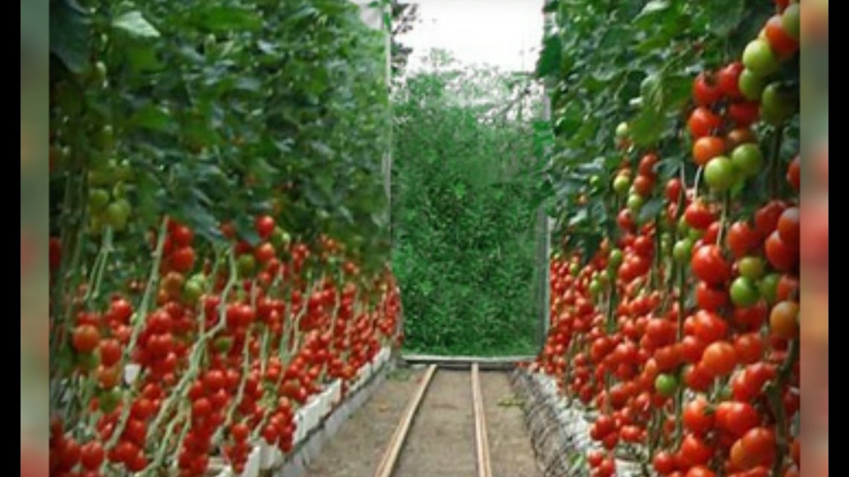 Как ухаживать за помидорами в теплице из поликарбоната, чтобы получить ранний урожай