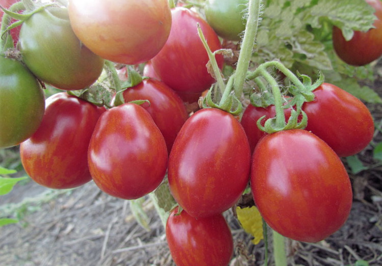 Лучшие сорта высокорослых помидоров для открытого грунта: помощь в выборе, разновидности (ранние, поздние, кистевые и т.д.), отзывы дачников