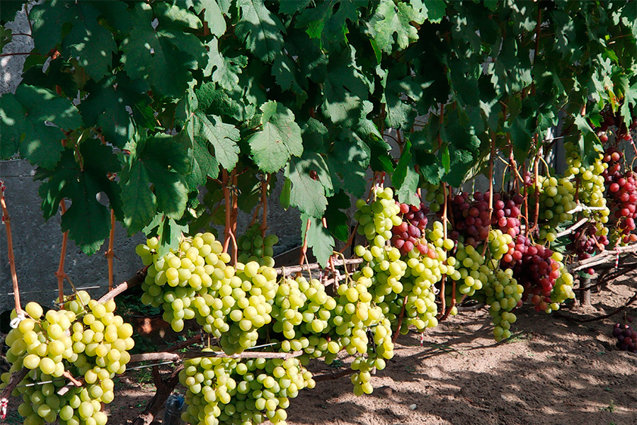 Описание сорта винограда валек с фото и отзывами садоводов