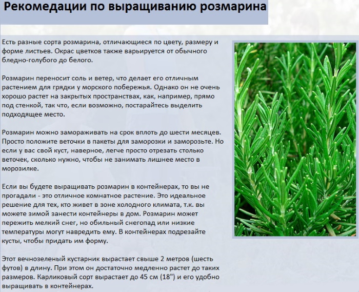 Как выращивать и ухаживать за розмарином в Ленинградской области и СПб