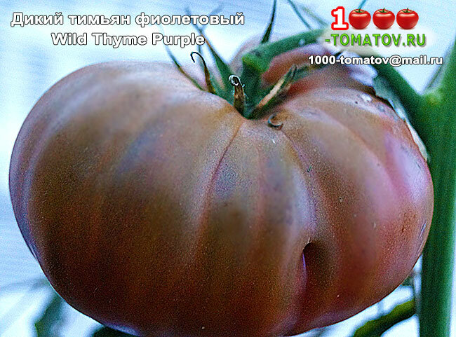 Характеристика томата чероки пурпле (фиолетовое сердце) и культивирование сорта