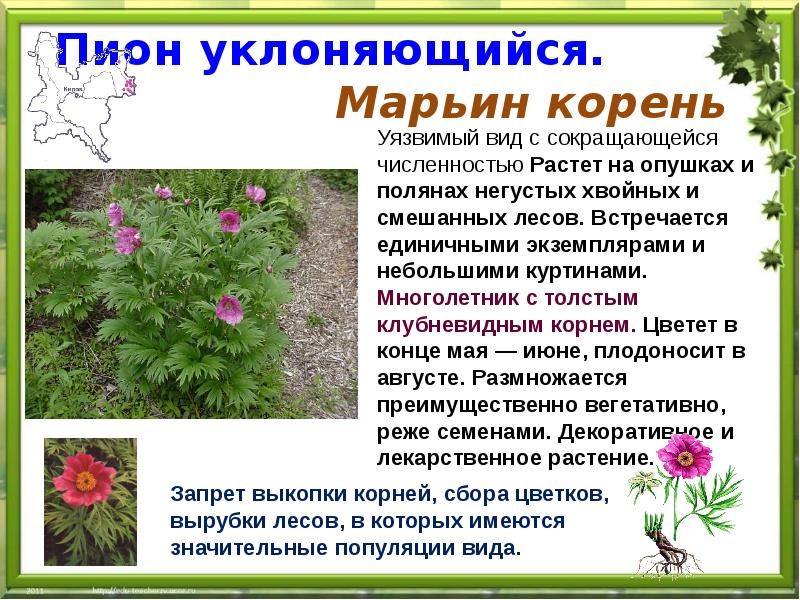 Пион. инструкция по применению. справочник лекарств, медикаментов, бад