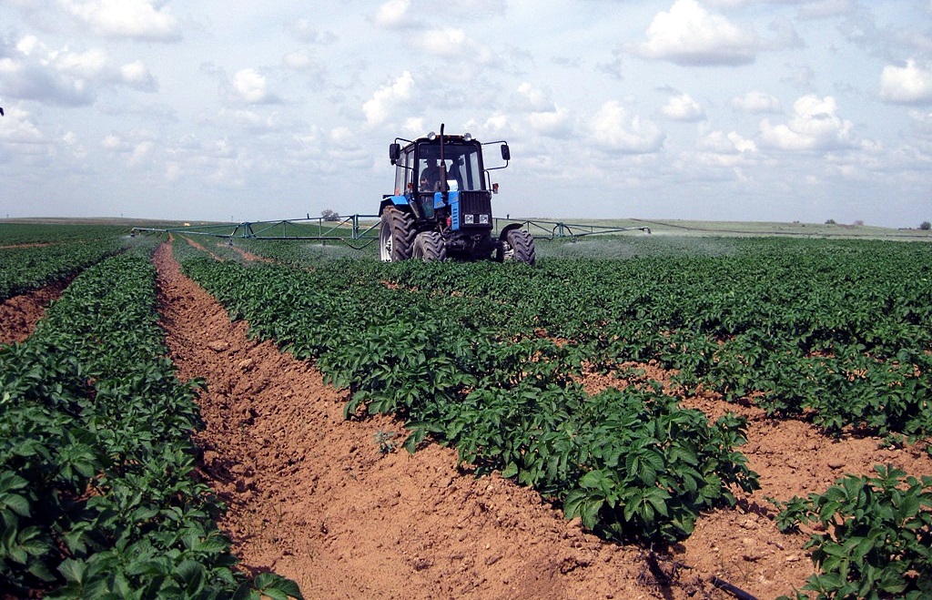 Выращивание картофеля по голландской технологии – советы агрономов