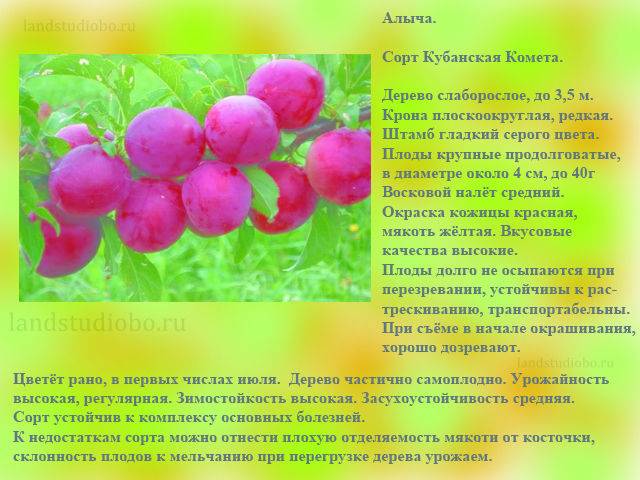 Алыча мара: описание и характеристики сорта, выращивание, опылители и размножение