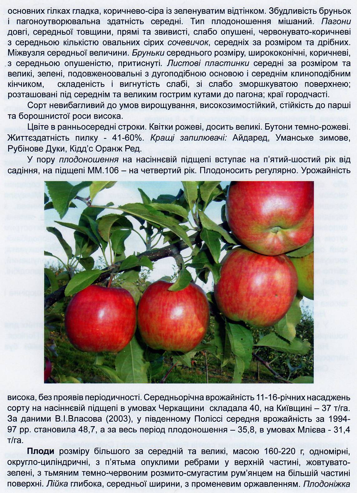 Яблоня беркутовское: описание сорта, характеристика и посадка