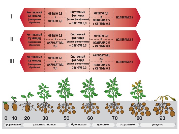 Фазы роста картофеля в картинках