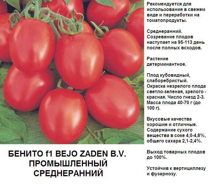 Маленький, да плодовитый: томат бенито — сорт, заслуживающий внимания любителей хороших помидоров — фазенда